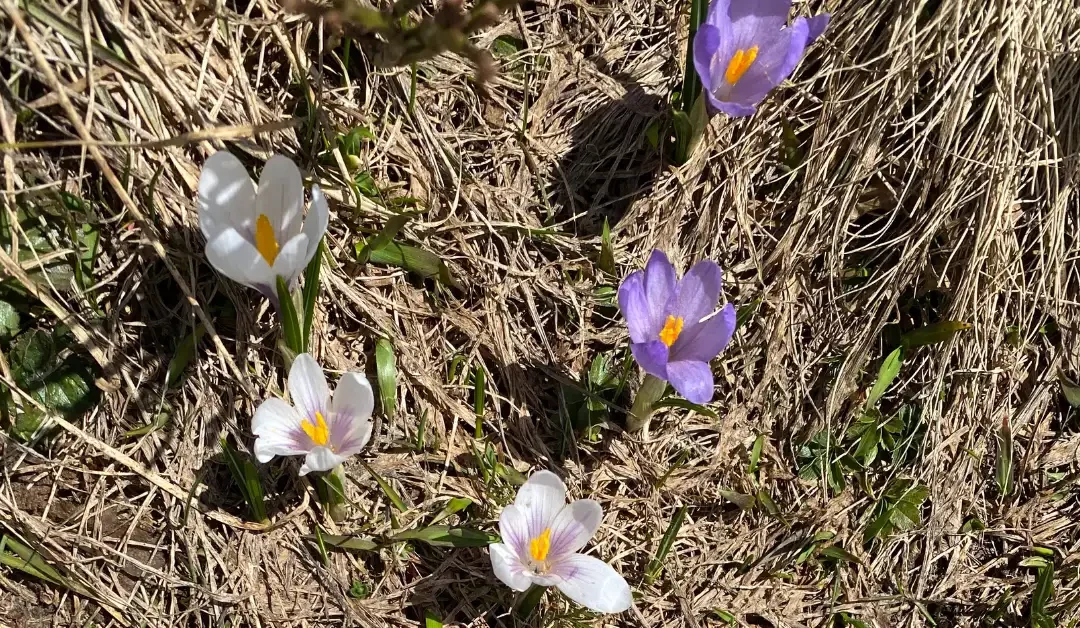 Fleur N°1 : le Crocus