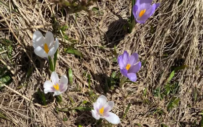 Fleur N°1 : le Crocus