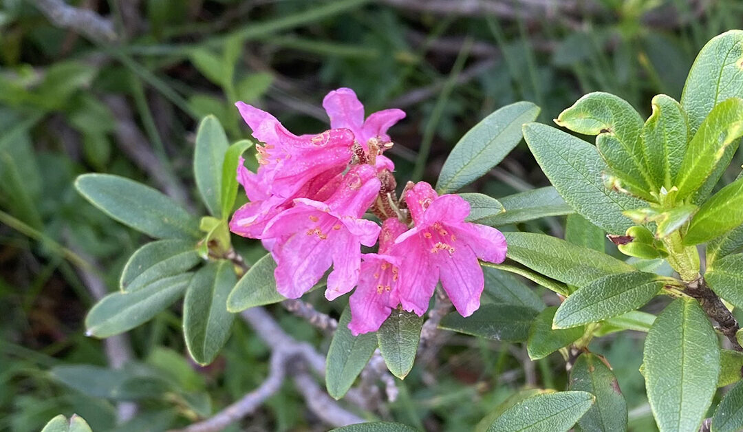 Fleur N°2 : le Rhododendron