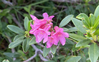 Fleur N°2 : le Rhododendron