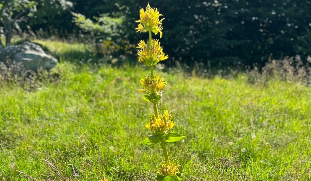 Fleur N°3 : la Gentiane Jaune