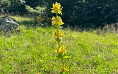 Fleur N°3 : la Gentiane Jaune