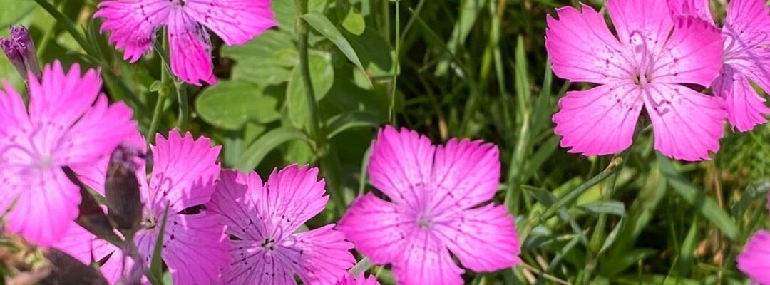 Fleur N°4 : Oeillet des montagnes