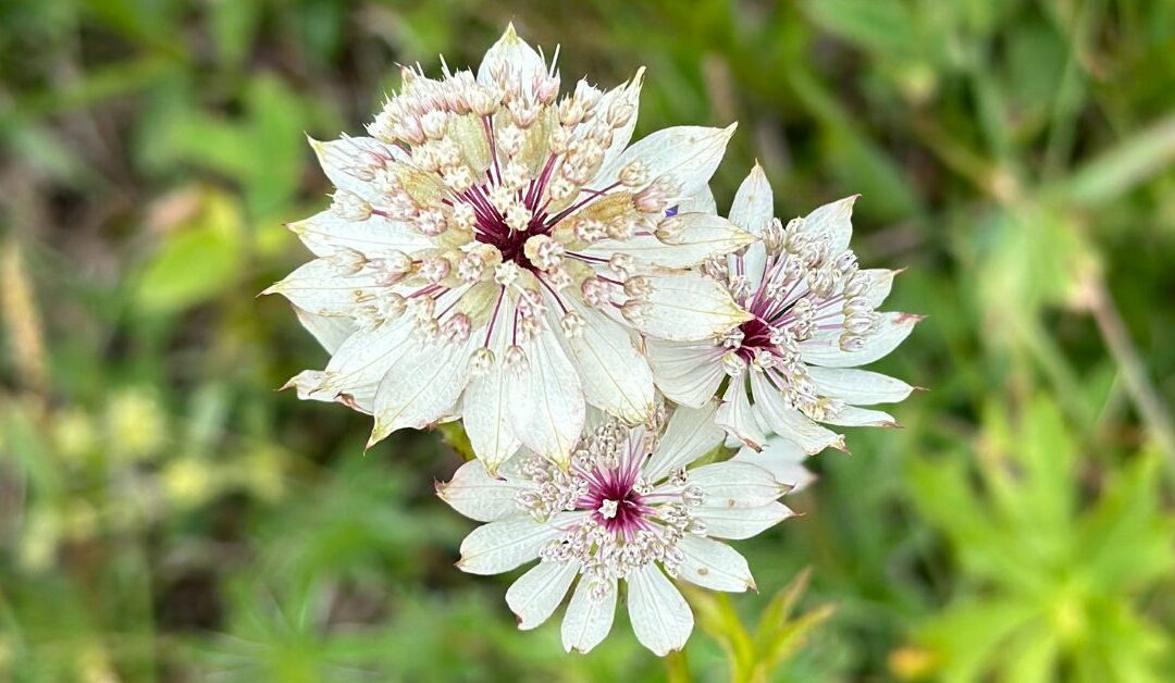 Fleur N°6 : la Grande Astrance